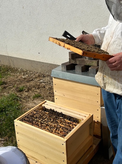 Bienenwabe
