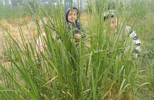 Kinder hinter Gras